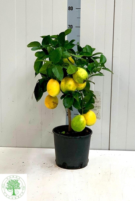 <h4>CITR MEYERI MEYER</h4>