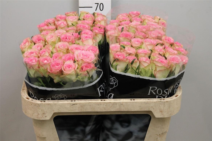 <h4>R Gr Lovely Jewel</h4>