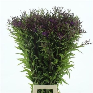 VERNONIA CRINITA