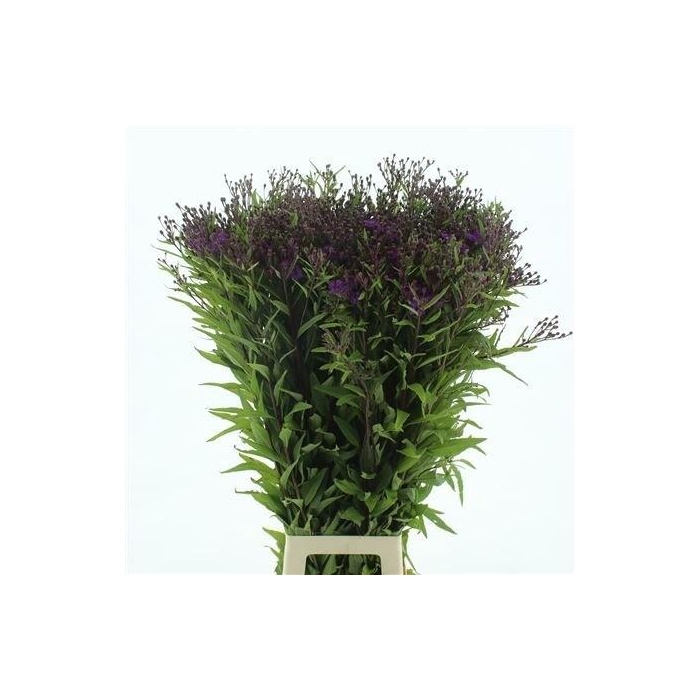 <h4>Vernonia Crinita</h4>