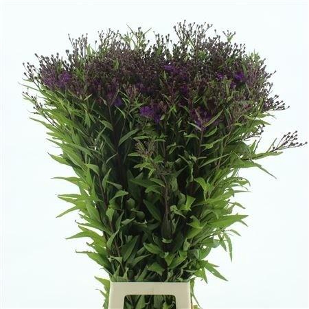 <h4>VERNONIA CRINITA</h4>