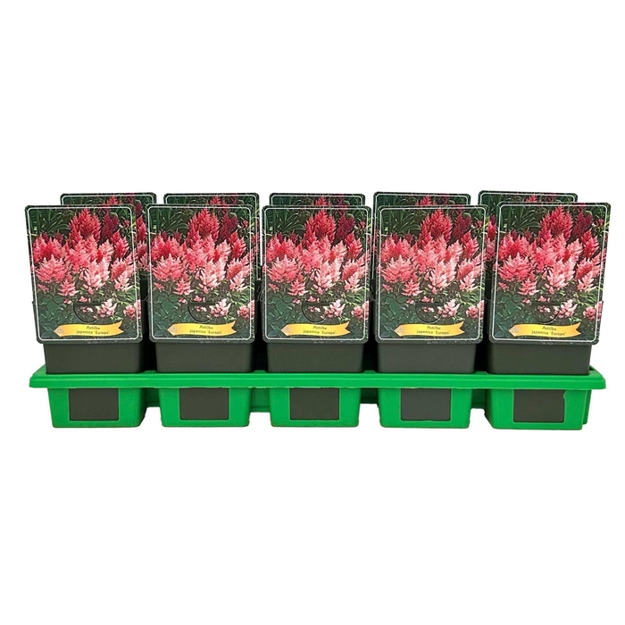 <h4>Astilbe Europa</h4>