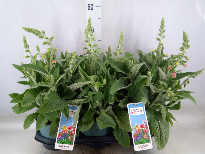 <h4>Digitalis purp. 'Lucas'</h4>