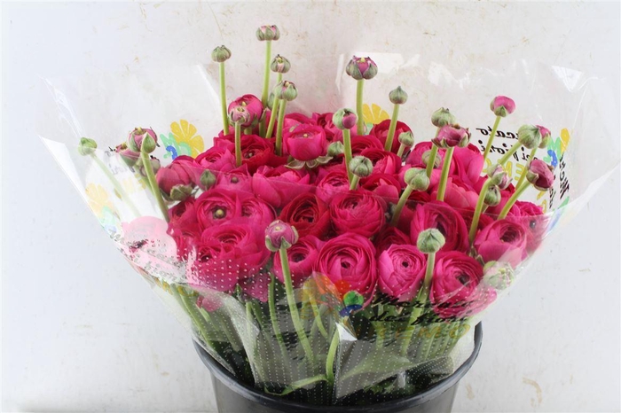 <h4>Ran Kloon Extra Laser</h4>