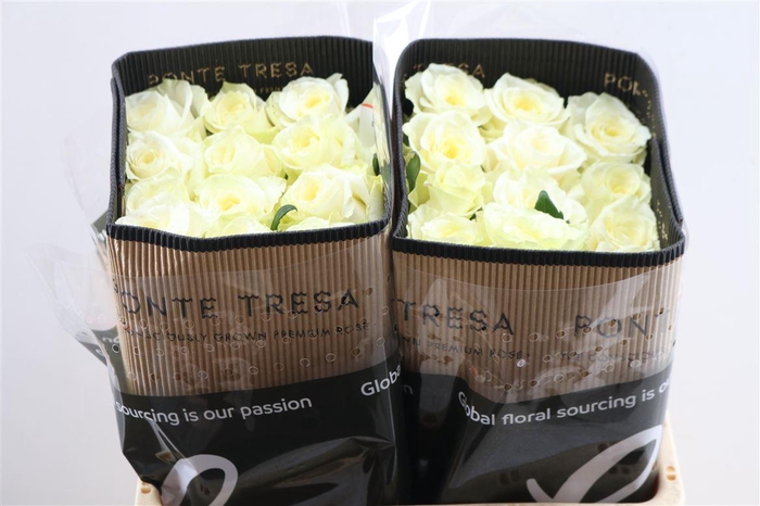 <h4>R Gr Cream Shimmer</h4>