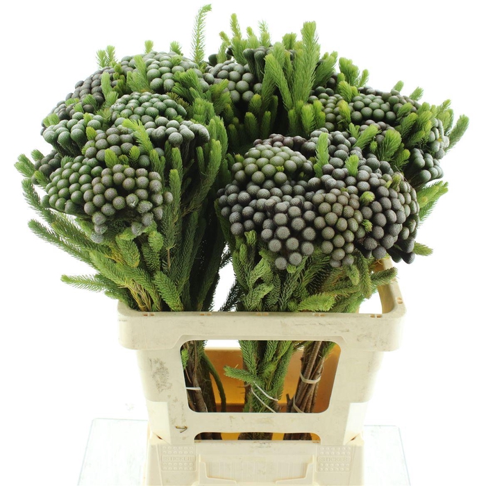 <h4>Brunia Albiflora</h4>