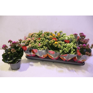 arr8 Kalan B Ge R F Mixtray