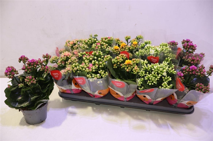 <h4>arr8 Kalan B Ge R F Mixtray</h4>