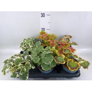 Pelargonium zona.   ...