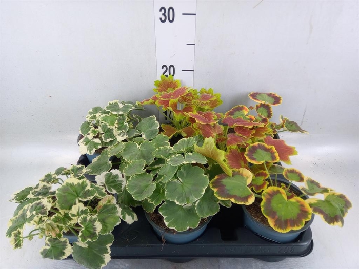 <h4>Pelargonium zona.   ...</h4>