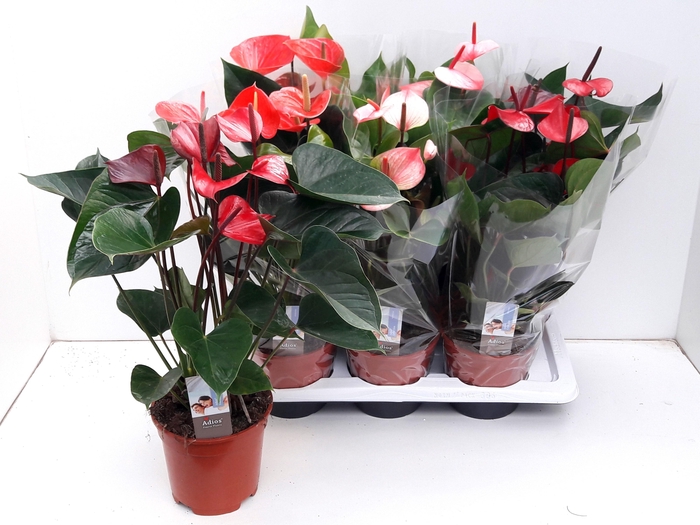 <h4>ANTHU AN GEM 3 KL</h4>