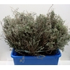 THYMUS WILD 400