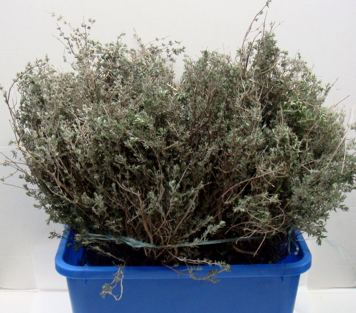 THYMUS WILD 400