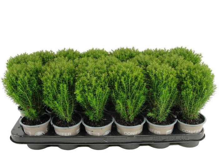 <h4>Thuja occid. 'Teddy'</h4>