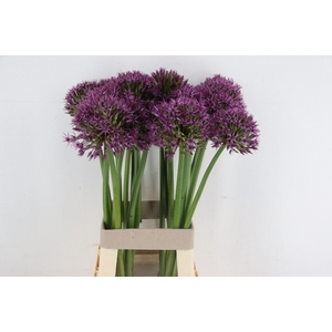 ALLIUM GROOTBLOEMIG