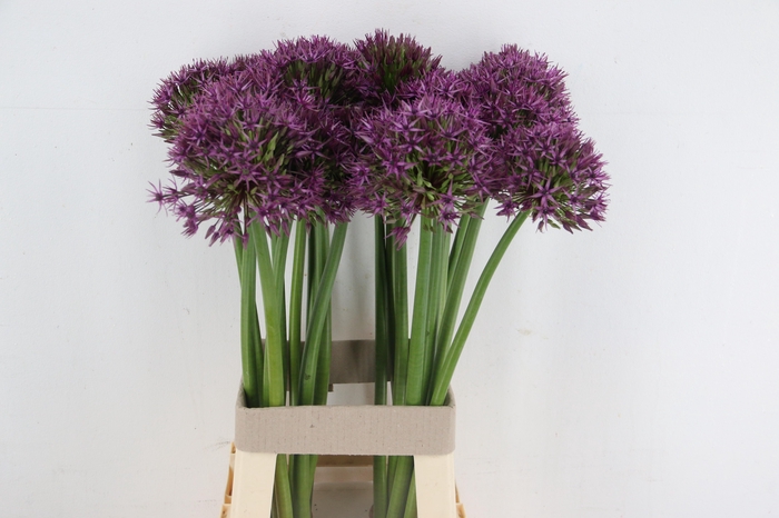 <h4>ALLIUM GROOTBLOEMIG</h4>