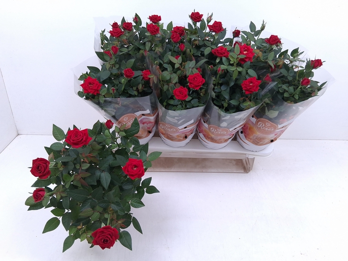 <h4>RO FAV RO RED</h4>