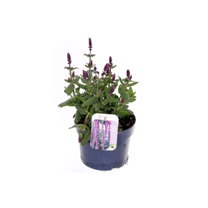 Salvia nemorosa Sensation Violet