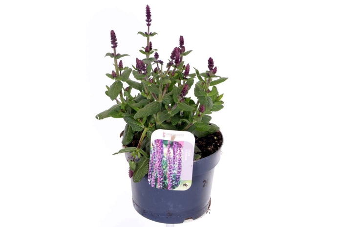 <h4>Salvia nemorosa Sensation Violet</h4>