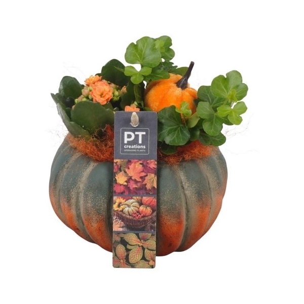 <h4>PTHI5487 Arrangement Herfst Indoor in beton pot</h4>