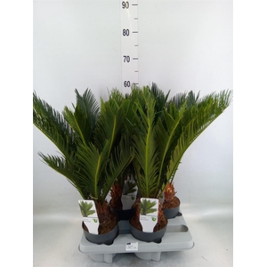 Cycas revoluta