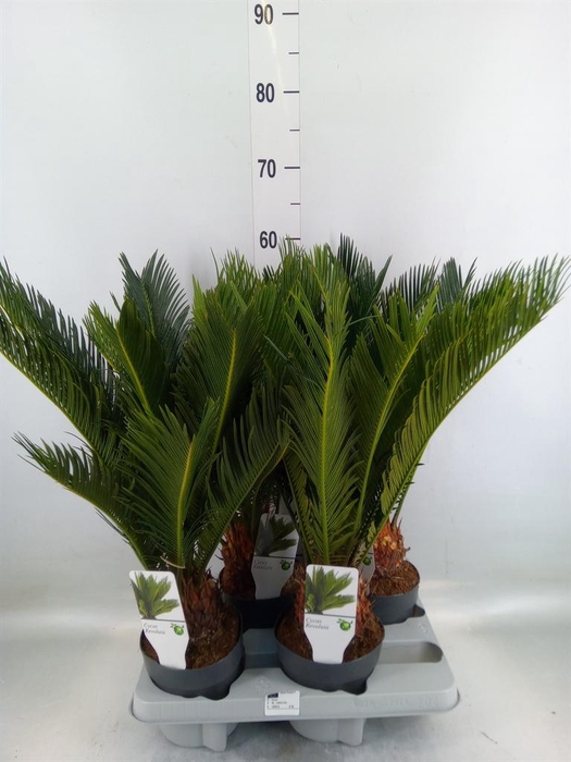 <h4>Cycas revoluta</h4>