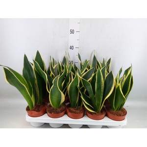 Sansevieria trifa. 'Black Gold'