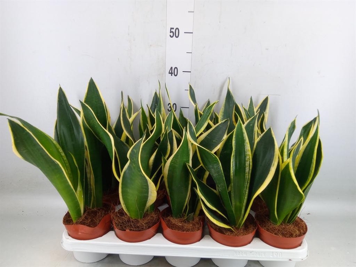 <h4>Sansevieria trifa. 'Black Gold'</h4>