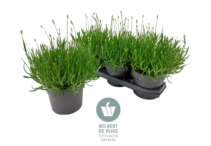 <h4>Lavendel angustifolia Aromance White Lavandula 19cm</h4>
