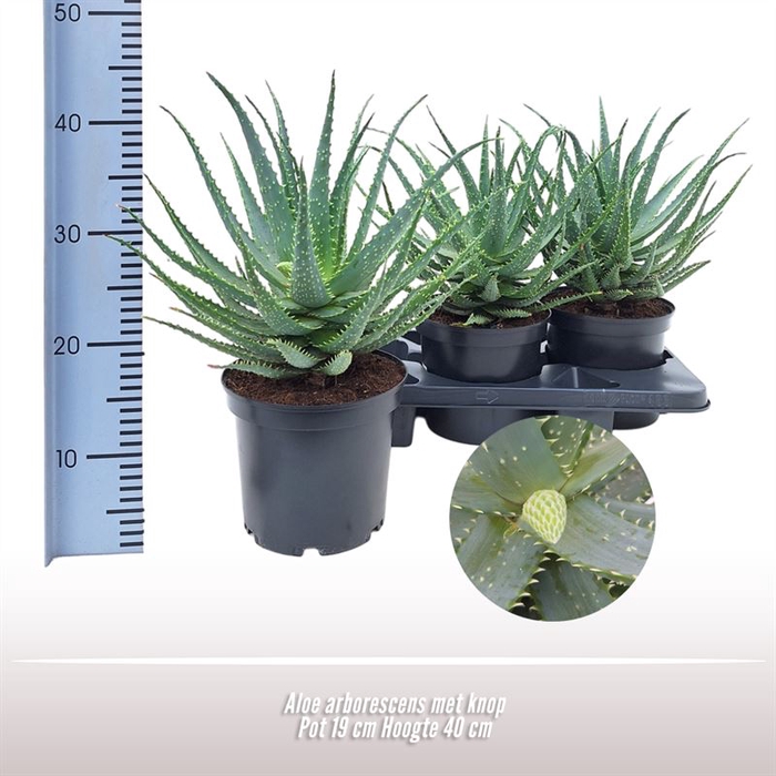 <h4>Aloe arborescens</h4>