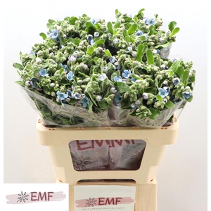 Oxypetalum Tan Pure Blue EMF
