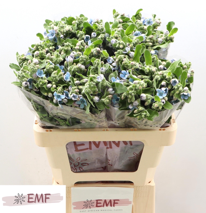 <h4>Oxypetalum Tan Pure Blue EMF</h4>