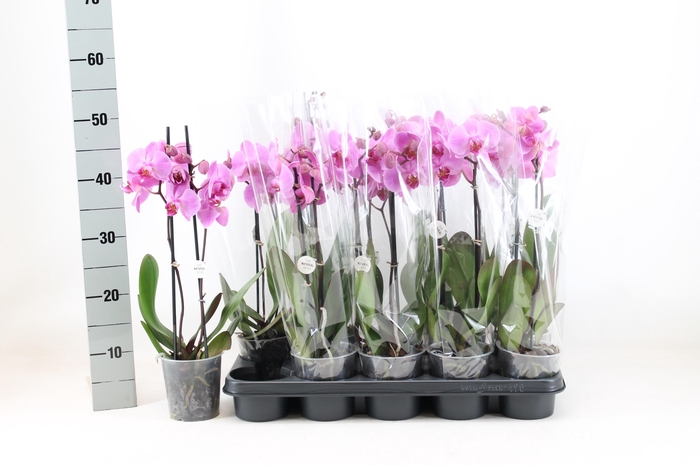 <h4>PHAL AN PITTSBURGH</h4>