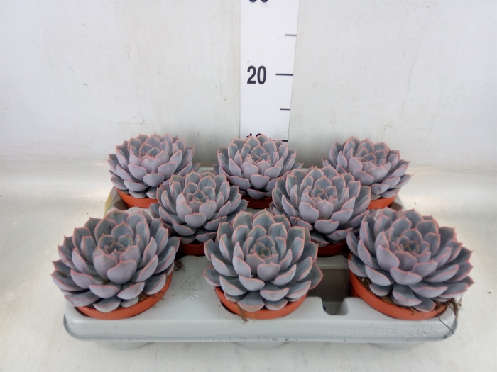 <h4>Echeveria  'Orion'</h4>