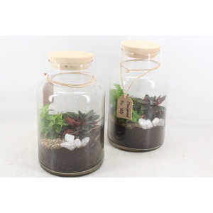 arr2 MB - Terrarium milano 338/5