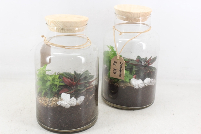<h4>arr2 MB - Terrarium milano 338/5</h4>