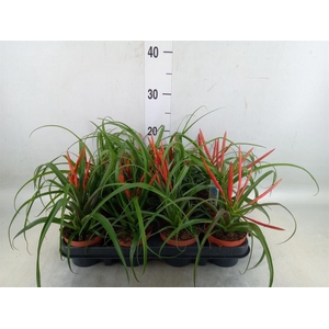 Tillandsia flabellata