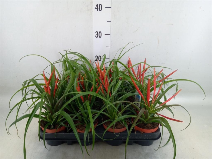 <h4>Tillandsia flabellata</h4>
