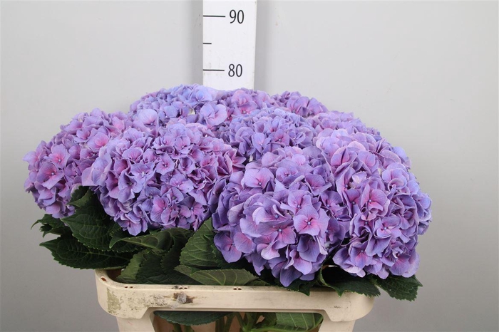 <h4>Hydr M Cassanova</h4>