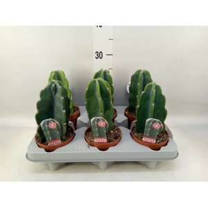 Cereus   ...