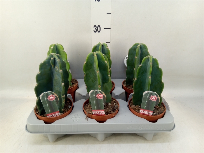 <h4>Cereus   ...</h4>