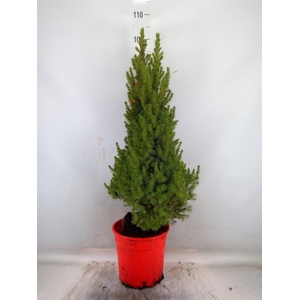 Picea glauca 'Perfecta'
