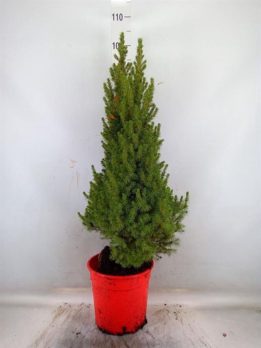 <h4>Picea glauca 'Perfecta'</h4>