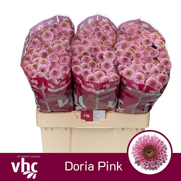 <h4>Chr San Doria Pink Helvoort</h4>