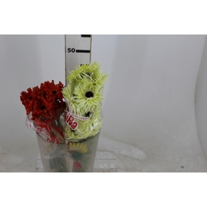 GERBERA PASTINI < 050 CM < 10 CM DIAM VARIADO