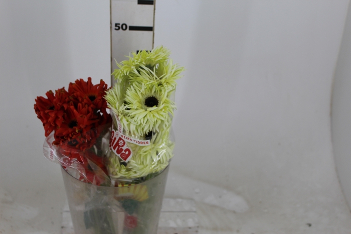 <h4>GERBERA PASTINI < 050 CM < 10 CM DIAM VARIADO</h4>