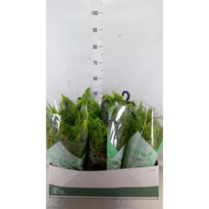 Nephrolepis exal. 'Green Moment'