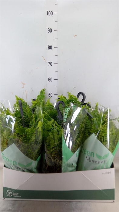 <h4>Nephrolepis exal. 'Green Moment'</h4>