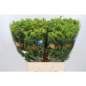 Bupleurum Griffithii