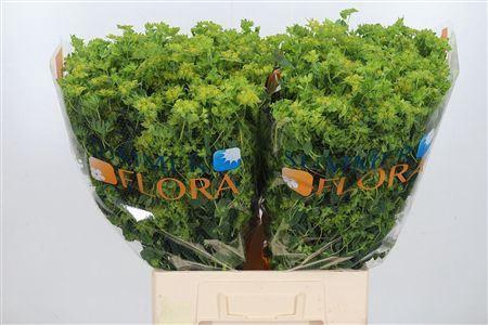 <h4>Bupleurum Griffithii</h4>